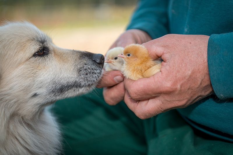 Küken in der Biobaumschule von Elling in Asendorf: Die Szenerie hat etwas Beschützendes.