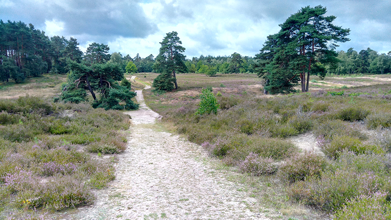 Schwindebecker Heide.