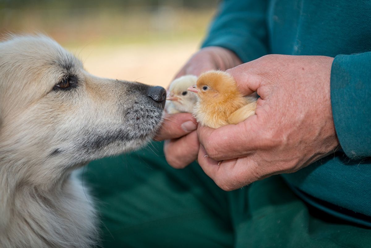 Küken in der Biobaumschule von Elling in Asendorf: Die Szenerie hat etwas Beschützendes.