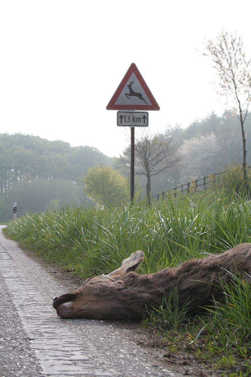 Wildunfall, täglich 630 Mal in Deutschland