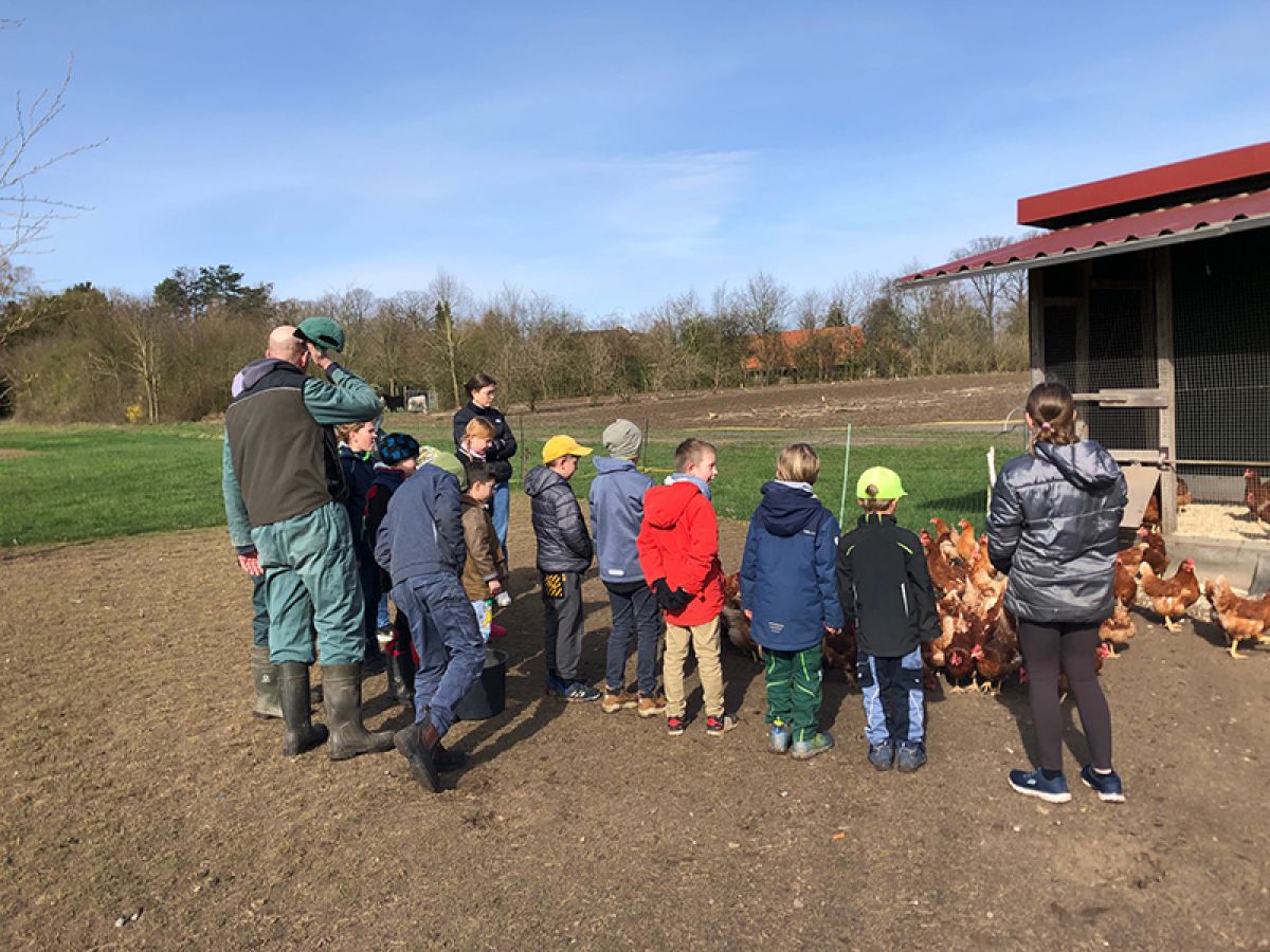 Zu Besuch bei den Hühnern